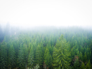 Schwarzwald bei Nebel Drohnenaufnahme aus der Luft