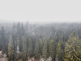 Schwarzwald bei Nebel Drohnenaufnahme aus der Luft