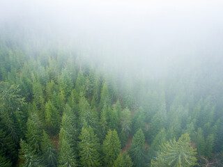 Schwarzwald bei Nebel Drohnenaufnahme aus der Luft
