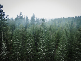 Schwarzwald bei Nebel Drohnenaufnahme aus der Luft
