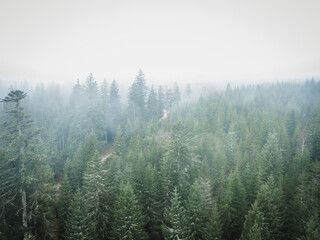 Schwarzwald bei Nebel Drohnenaufnahme aus der Luft