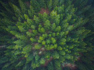 Schwarzwald bei Nebel Drohnenaufnahme aus der Luft