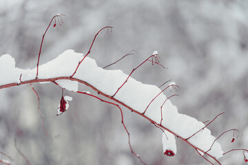 Snow and rime ice on the red branches of bushes. Beautiful winter background with twigs covered...