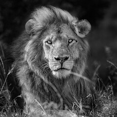 Black and white portrait of a lion