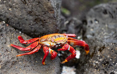 Colorful Sally Lightfoot crab on black lava rocks at Galapagos shore
