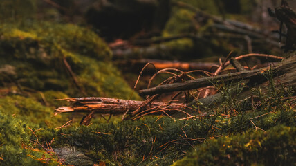 &Auml;ste auf Waldboden