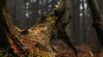 Wurzel eines Baumes im Wald