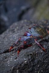 colorful crab on a black stone in portrait view