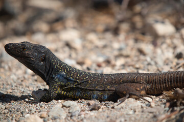 Canary Lizard on rock sunbathing