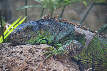 green iguana at a zoo