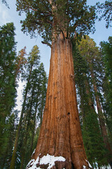 Sequoia at Yosemite National Park