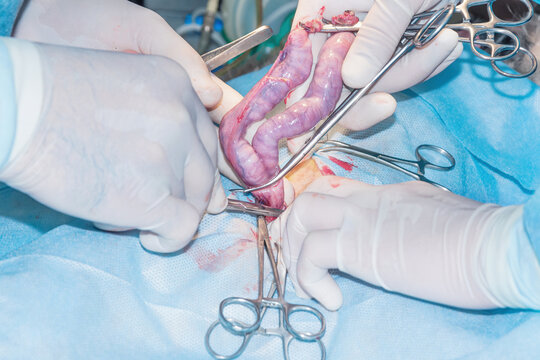 Teamwork of surgeons during pyometra surgery