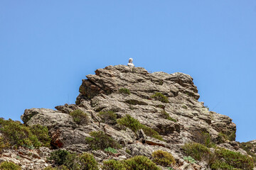 Wild and picturesque Calabria
Amazing scenery of Calabrian hills with roads and olive trees visible from Bova superiore. Calabria, Italy