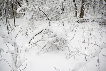 Trees and earth in the winter forest abundantly covered with clean snow