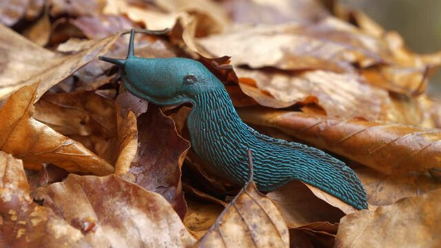 Rare blue slug crawls over yellow leaves and opens the pulmonary opening on the side of body. Bielzia coerulans or land slug - shell-less terrestrial gastropod mollusc, endemic to Carpathian Mountains