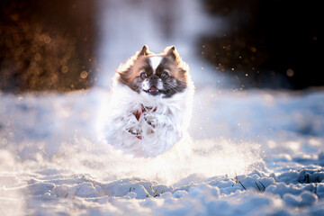 Pies rasy pekińczyk biega po śniegu 