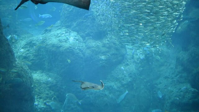 水族館　大水槽　魚の群れ