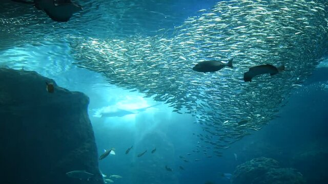 水族館 大水槽　飼育　アクアリウム