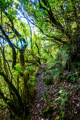 Obraz premium Madeira - Levada do Brasileiro