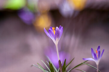 Fototapeta premium Lilac crocus spring flowers, isolated on bokeh background, Easter colors, purple violet yellow