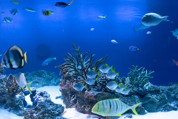 Fototapeta na wymiar 水族館　熱帯魚　サンゴ　水槽