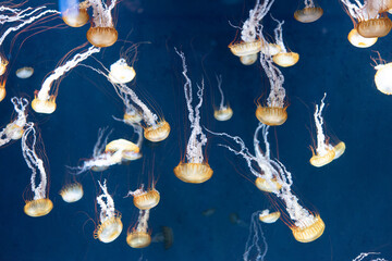 海月 水槽 水族館 パシフィックシーネットル