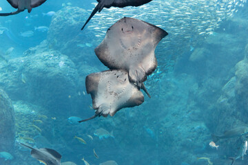 水族館　大水槽　エイ