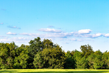 landscape with trees