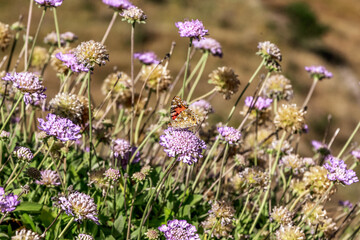 Wild and picturesque Calabria
Amazing scenery of Calabrian hills with roads and olive trees visible from Bova superiore. Calabria, Italy