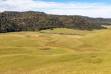 Farm field and Araucaria forest