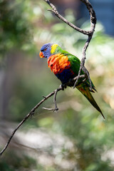 Rainbow lorikeet on a tree branch