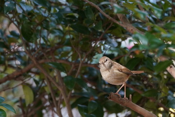 bush warbler on the branch