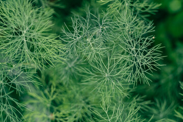 Partially blurred background image of green sprigs of dill growing in vegetable garden. Top view....