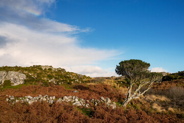 Small bent tree grows in a field by dry stone fence. Life in rough conditions concept. Connemara, Ireland. Wild nature scene. Irish landscape. Blue cloudy sky and red fern