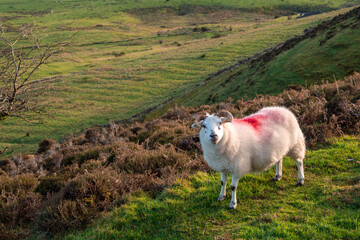 Fototapeta premium Beautiful wool sheep in a green grass field. Red mark on the back for identification purpose. Agriculture and farming industry.