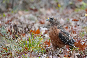 Red-Shouldered Hawk on the ground in Autumn