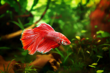 Siamese fighting fish, Betta splendens commonly known as the betta, is a freshwater fish in the...