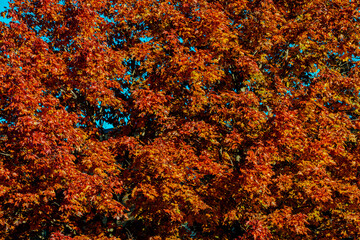 Autumn colors in the park 