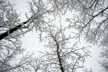 tree in winter