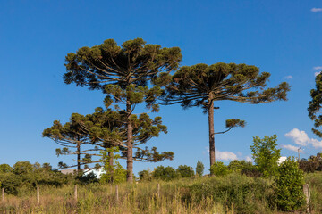 Fototapeta premium Typical tree from southern Brazil. It grows in high and cold places. With the scientific name of Araucaria angustifolia. Photo taken in Rio Azul, Parana, Brazil.