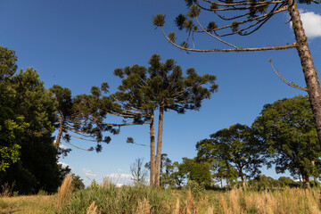 Typical tree from southern Brazil. It grows in high and cold places. With the scientific name of Araucaria angustifolia. Photo taken in Rio Azul, Parana, Brazil.