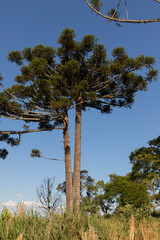 Typical tree from southern Brazil. It grows in high and cold places. With the scientific name of Araucaria angustifolia. Photo taken in Rio Azul, Parana, Brazil.