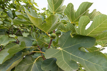 Fototapeta premium Fig leaves (Ficus carica, in Latin) with unripe fruit.