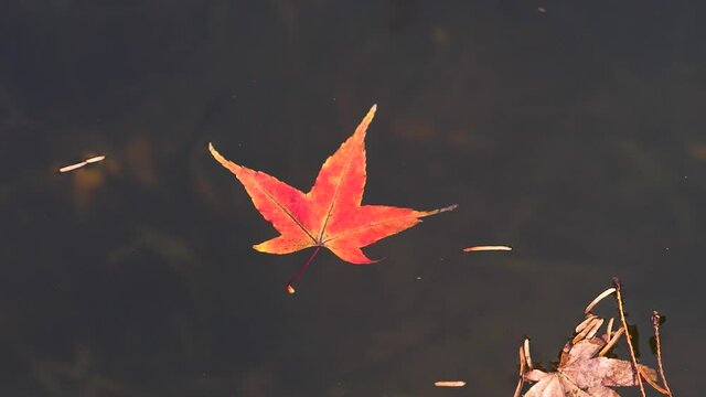 Falling red maple leaf floating on peaceful water in sunny autumn day, slow motion footage.
