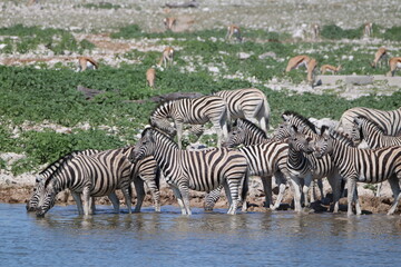 Fototapeta na wymiar Zebra at Oukaukuejo Waterhole, Etosha