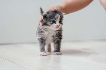 Child's hand stroking small cute gray and white kitten walking on wooden floor. Pets at home