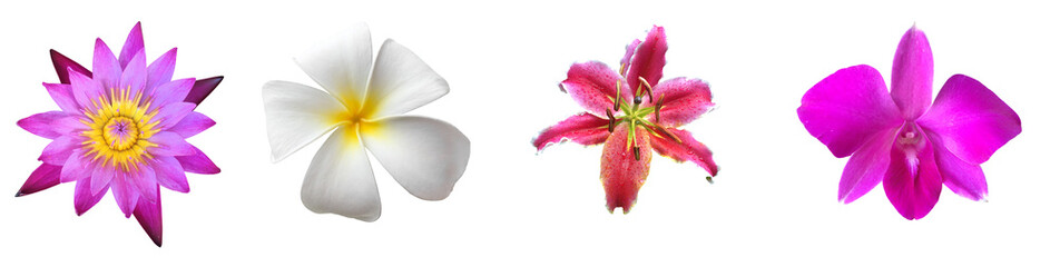 Isolated waterlily, lotus, plumeria, vanda orchid, hybrid orchid and lily flower with clipping paths.
