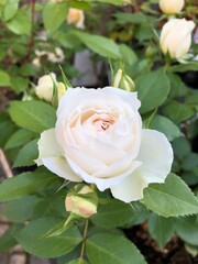 white rose on a green background