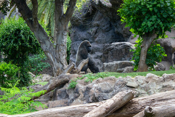 white faced tree with gorilla