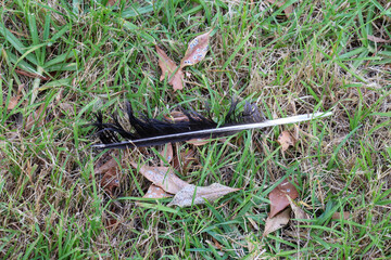 feather on the grass